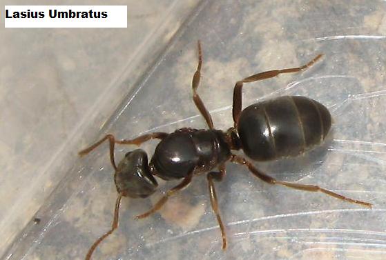 semut hitam parasit lasius umbratus